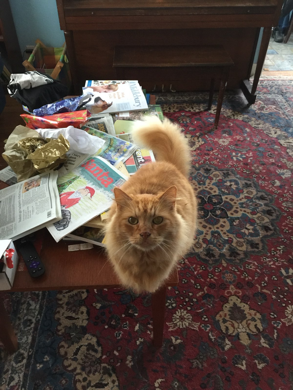 Catless in Astoria photo 2