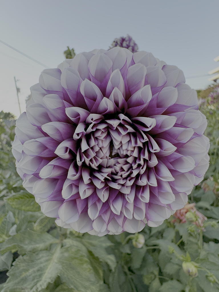 Purple Dahlia 9/4/24